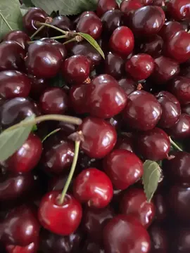 Cerises à cueillir