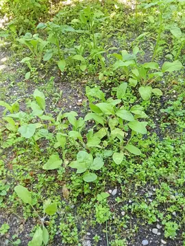 PLANTS DE BOURRACHE