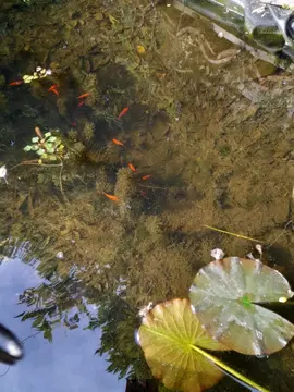 poissons rouges