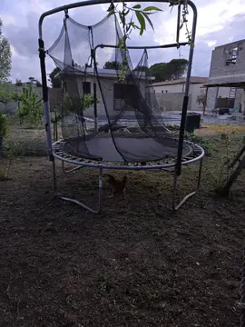 Trampoline