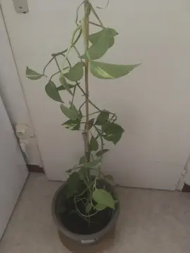 plante intérieur