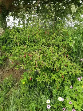 Plant de Fushia