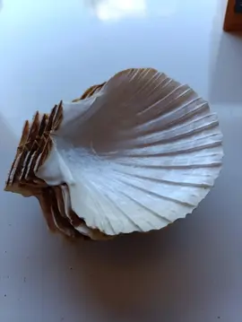 coquilles saint jacques bides