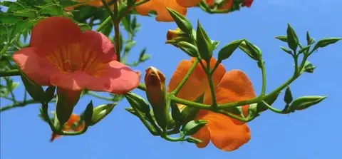 bignonne. Jeune plant