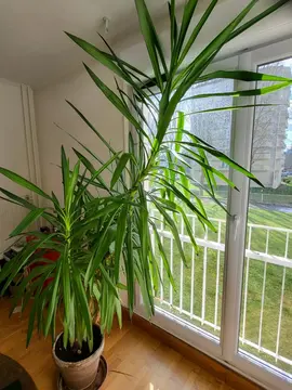 yucca