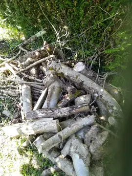 bois de frêne