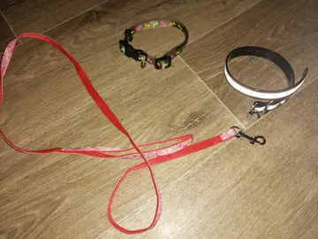 Laisse, colliers petit chien