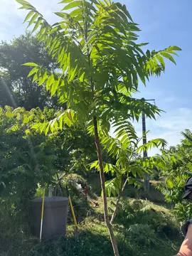 sumac