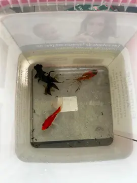 Poissons d'aquarium