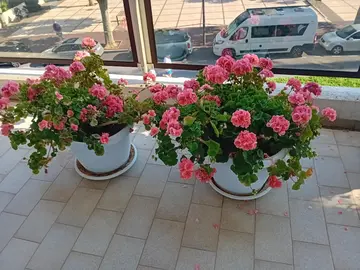 Fleurs en pots: 2 geraniums et 1 begonia