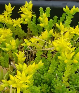 Pousses de sedum