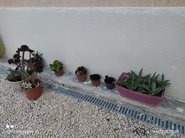 divers plantes :