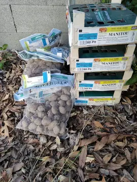 plants de pomme de terre