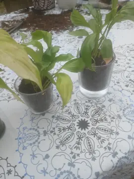 spathiphyllum fleur de lune