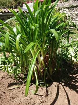Plants d'agapanthes
