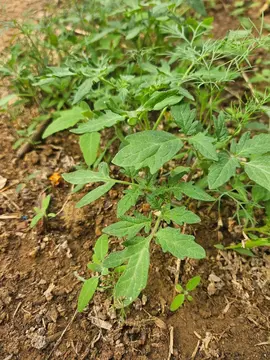 Plantes de tomates