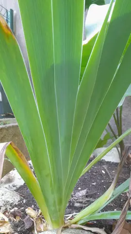 BOUTURE D'IRIS