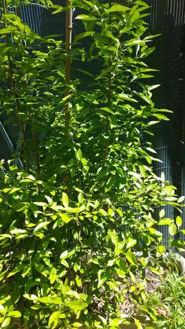 BRANCHE DE CITRONNIER
