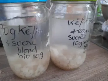 graines de Kéfir de fruit