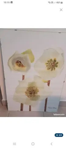 Affiche fleurs sous cadre