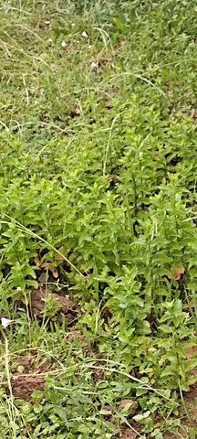 Menthe sauvage