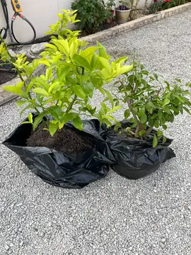 plantes d’agrumes