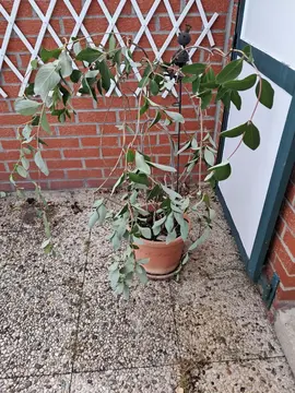 dipladenia