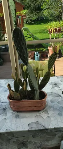 Cactus sans les contenants