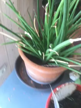 plante verte