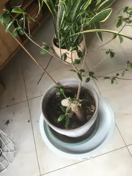 plante verte