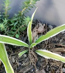 Bouture plante araignée