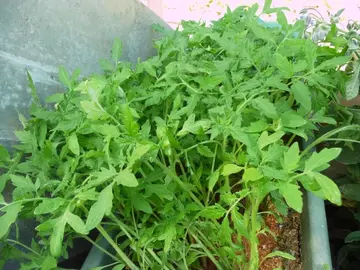 Plants de tomates