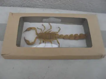 Scorpion de collection