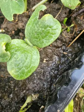 Plant de potiron