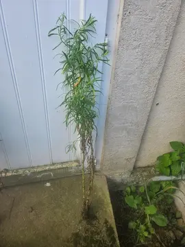 Estragon plant aromatique