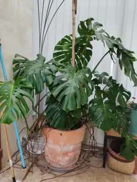 Philodendron