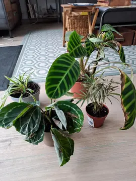 Lot de 4 plantes vertes