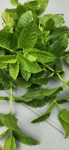 Menthe fraîchement coupée