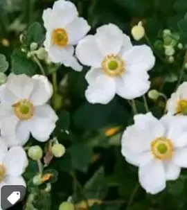 Anémones Honorine Jobert et Asters à replanter