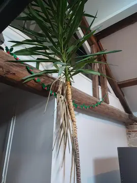 Yucca d'environ 3 mètres