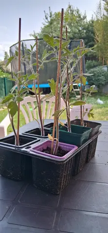 6 piedes de tomates