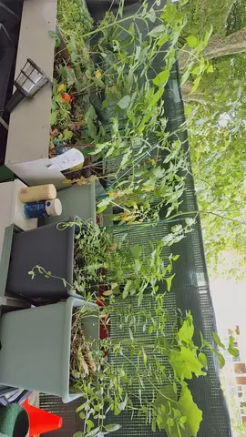 énorme lot de plant avec balconiere et pot