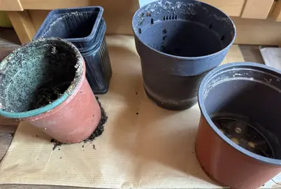 petits pots en plastique