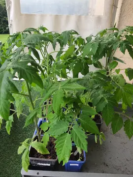 Plants de tomates