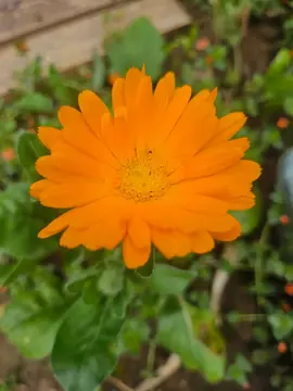 Calendula soucis