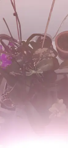 orchidee