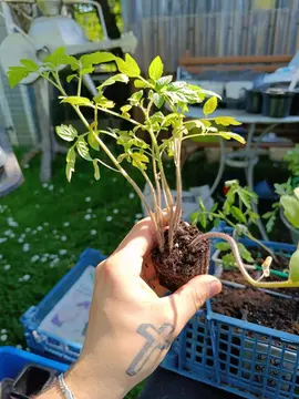 donne plants tomates