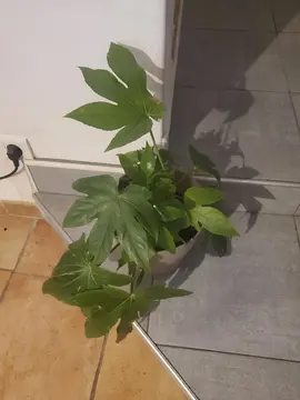 donne 5 plantes d'intérieur avant déménagement