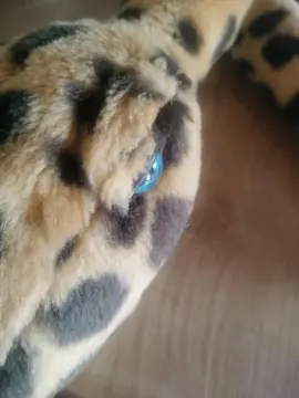 peluche
