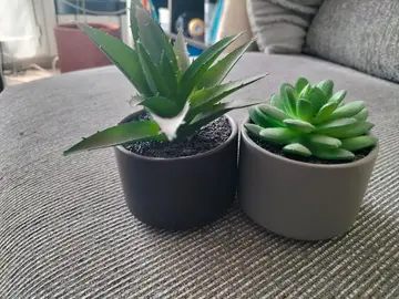 fausses plantes